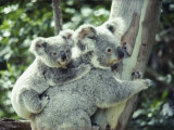 A Koala Bear Hugs a Tree While Her Baby Clings to Her Back Fotografiskt tryck av Anne Keiser A Koala Bear Hugs a Tree While Her Baby Clings to Her Back Fotografiskt tryck av Anne Keiser