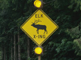Worlds First Elk-Activated Crosswalk Sign in Sequim, Washington Photographic Print by Melissa Farlow