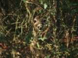 A White-Tailed Deer Doe Peeking from a Briar Patch Photographic Print by Raymond Gehman