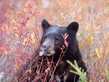 A Black Bear Eats a Blueberry While Adding Weight for Hibernation Photographic Print by Taylor S. Kennedy