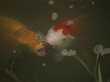 Two Koi Approaching the Pond Surface for Food Photographic Print by Brian Gordon Green
