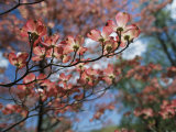Pink Dogwoods in Bloom Photographic Print by Darlyne A. Murawski