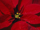 Red Poinsettia, Photographic Print