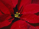 A Close View of Dew Drops on a Poinsettia Plant Photographie par Nick Caloyianis