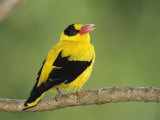 Golden Oriole Sitting on a Tree Branch Photographic Print by Tim Laman