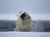 Polar Bear Shakes Off the Water as He Pulls Himself onto the Ice Lámina fotográfica por Paul Nicklen