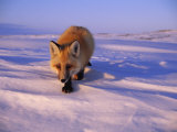 An Arctic fox Lámina fotográfica por Paul Nicklen An Arctic fox Lámina fotográfica por Paul Nicklen