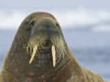 Whiskers and Tusks Adorn the Face of an Adult Atlantic Walrus Lámina fotográfica por Norbert Rosing