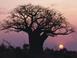 A Silhouetted Baobab Tree at Sunset Lámina fotográfica