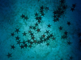 Sea Stars at Gordons Rocks Photographic Print by Heather Perry