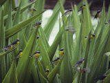 A Flock of Bananaquit Birds Perched on Aloe Leaves Impressão fotográfica por Jodi Cobb A Flock of Bananaquit Birds Perched on Aloe Leaves Impressão fotográfica por Jodi Cobb