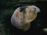 A Young California Condor, the First Hatchling Born in Captivity Photographic Print by Roy Toft