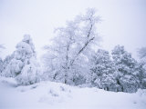 A Winter Landscape of Snow-Covered Trees on Spruce Mountain Photographic Print by Rich Reid