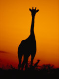 A Giraffe at Sunset in Chobe National Park Photographie par Beverly Joubert