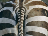 Gros plan de l'arrière-train d'un zèbre de Grant Photographie par Joel Sartore