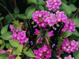 A Purple Passion Butterfly Lands on Pink Flowers Photographic Print by Roy Toft