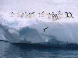 A Group of Adelie Penguins Taking Turns Leaping off an Iceberg Photographie par Ralph Lee Hopkins