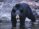 A Grizzly Bear Walks into a Pool Photographie par Paul Nicklen