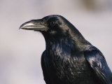 A Portrait of a Blackbird Photographie par Paul Nicklen