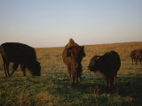 Bison Grazing in the Tallgrass Prairie Preserve in the Osage Hills Photographic Print by Joel Sartore