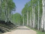 Road Through an Aspen Forest, Manti La Sal Mountains Photographie par Rich Reid