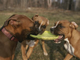 Three Boxer Dogs Play Tug-Of-War with a Frisbee Photographie par Roy Gumpel
