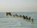 Huskies Carry a Sled Across Windblown Ice During an Expedition Traversing the North Pole Photographie par Gordon Wiltsie