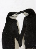 A Pair of Chinstrap Penguins in a Courtship Cuddle Fotografie-Druck von Ralph Lee Hopkins