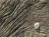 A Seashell Lies on a Deeply Grooved Piece of Driftwood Photographie par Annie Griffiths Belt
