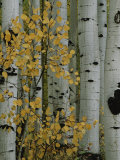 Autumn Foliage and Tree Trunks of Quaking Aspen Trees in the Crested Butte Area of Colorado Photographie par Marc Moritsch
