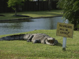 An American Alligator on a Lawn Next to a Humorous Warning Sign Photographic Print by Raymond Gehman