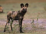 Cape Hunting Dog in Chobe National Park Photographic Print by Beverly Joubert
