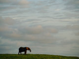A Lone African Elephant (Loxodonta Africana) Shot against a Cloudy Sky Photographic Print by Michael Nichols
