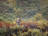 An Arctic wolf rests among wildflowers 写真プリント - ポール・ポール・ニックレン An Arctic wolf rests among wildflowers 写真プリント - ポール・ポール・ニックレン