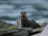 Joel Sartore - A River Otter Perched on Planks of Wood in Knight Inlet Fotografická reprodukce Joel Sartore - A River Otter Perched on Planks of Wood in Knight Inlet Fotografická reprodukce
