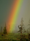 A Brilliantly Colored Rainbow Ends in a Barren Forest in the Madison River Valley Photographic Print by Norbert Rosing