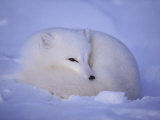 An Arctic Fox Rests in the Snow Photographic Print by Paul Nicklen