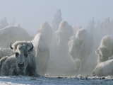 A Frost-Covered Herd of American Bison Brave the Freezing Winter Weather Photographie par Tom Murphy