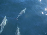 Dolphins Swimming in Bay with Sun Reflecting on Waters Surface Lámina fotográfica por Todd Gipstein
