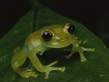 A Close View of a Cute Little Green Frog Fotografie-Druck von George Grall