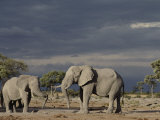 Two African Elephant Bulls under a Stormy Sky Photographic Print by Beverly Joubert