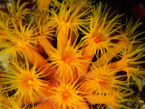 Orange Cup Coral Photographic Print by Heather Perry