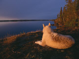 A White Husky Gazes at the Water Photographic Print by Paul Nicklen