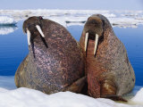 Two Atlantic Walrus Bulls Rest on Drifting Pack Ice Lámina fotográfica por Paul Nicklen