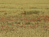 View of a Field Full of Wildflowers Photographic Print by Sisse Brimberg