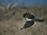 A Northern Harrier Hawk in Flight Photographic Print by Roy Toft