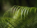 Close View of the Curling Palm Fronds Photographic Print by Anne Keiser