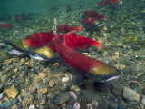 Sockeye Salmon, Also Called Red Salmon Photographic Print by Paul Nicklen