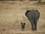 A Juvenile African Elephant and its Parent Walk off into the Savanna Photographie par Roy Toft