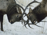 Two Bull Elk Lock Antlers in Confrontation Photographic Print by Tom Murphy